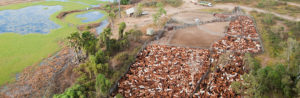Cattle crowded in yard designed by a steel supplier