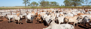 white and brown cattle in a yard banner