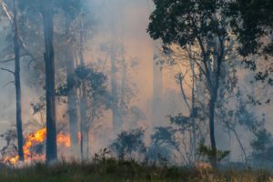 Farmers must take precaution to protect livestock from the threat of bushfire
