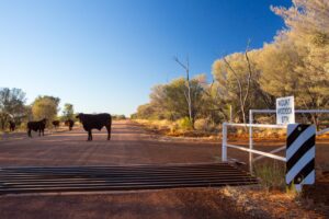 Keeping cows safe on farms requires the right cattle handling equipment
