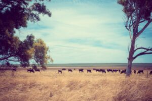 Recovering from drought on Australian farms requires planning and preparation