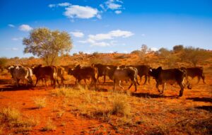 The Australian agriculture sector has persevered through the challenges of COVID
