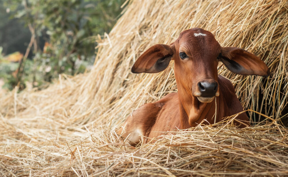 Need to Know About Weaning Your Calves