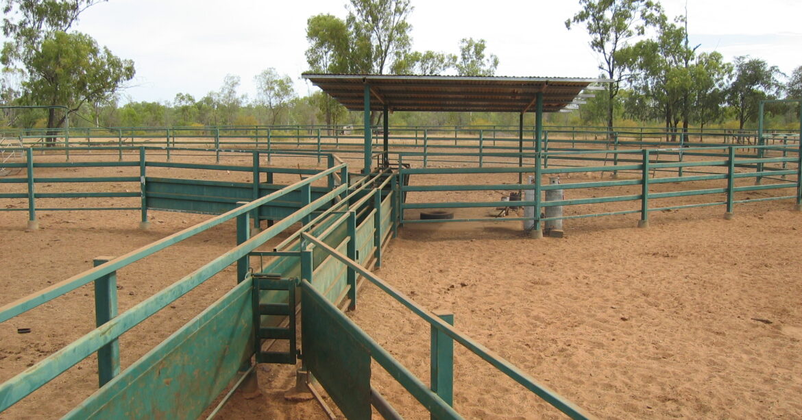 cattle yard