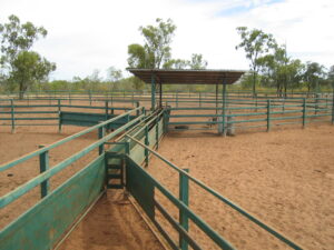 cattle yard