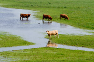 cattle on flooded land in La Niña