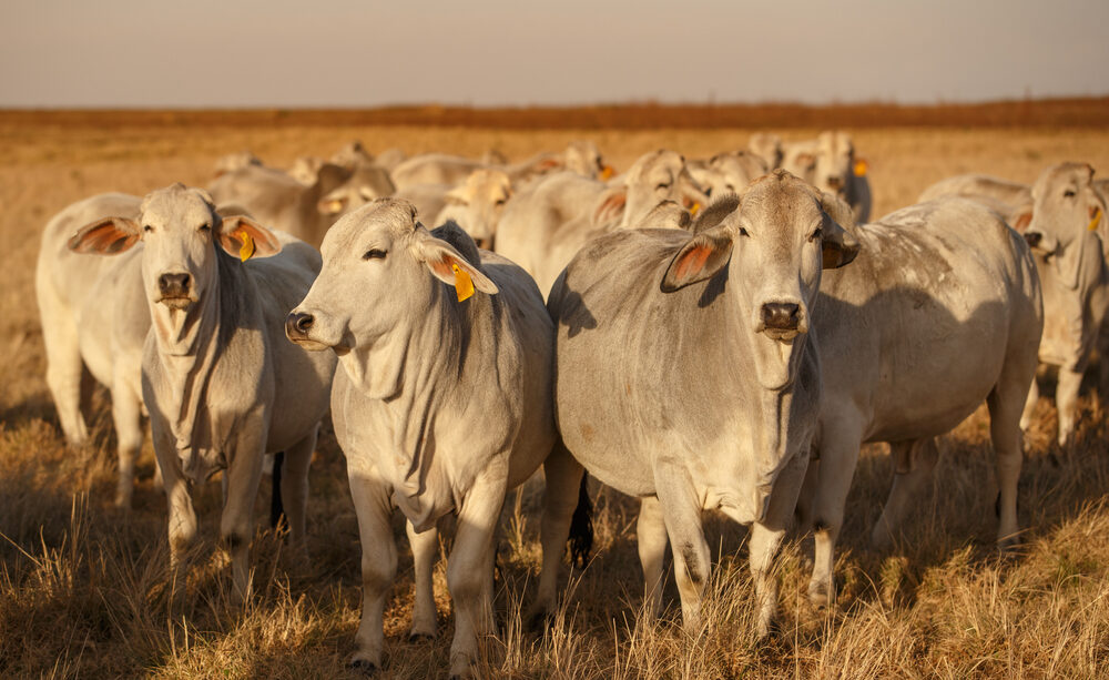 5 Tips To Keep Your Cattle Cool This Summer