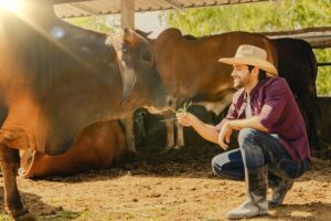5 Things to Consider When Investing In A Cattle Handling Facility