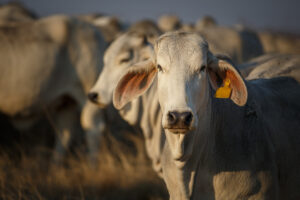 Keeping Brahman Cattle Cool: Best Practices for Cattle Sheds in the Australian Summer